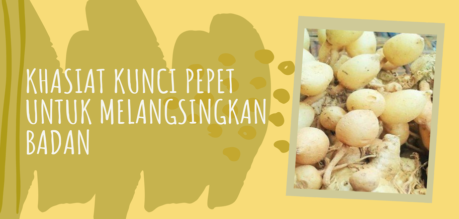 Khasiat Kunci Pepet untuk Melangsingkan Badan Khasiat Kunci Pepet untuk Melangsingkan Badan